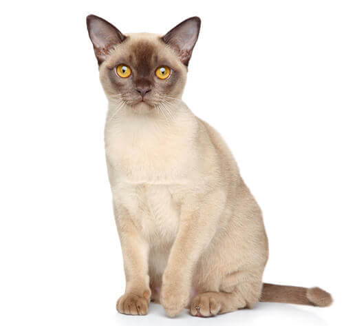 Registered burmese 2024 cat breeders